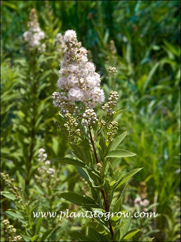 Meadowsweet (Spiraea alba) 
Flowers have a fluffy appearance because of the long stamens.